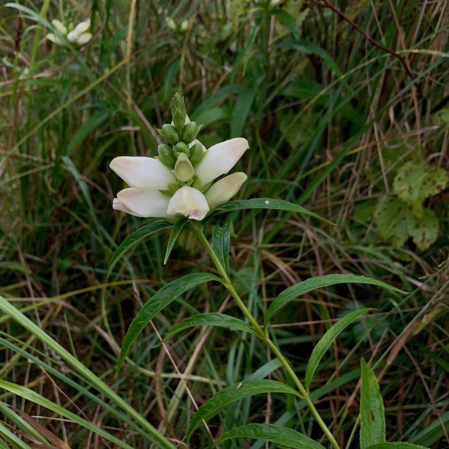 Chelone glabra