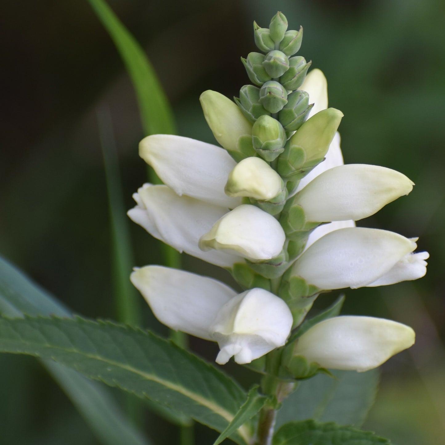 Chelone glabra