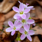 Claytonia virginica
