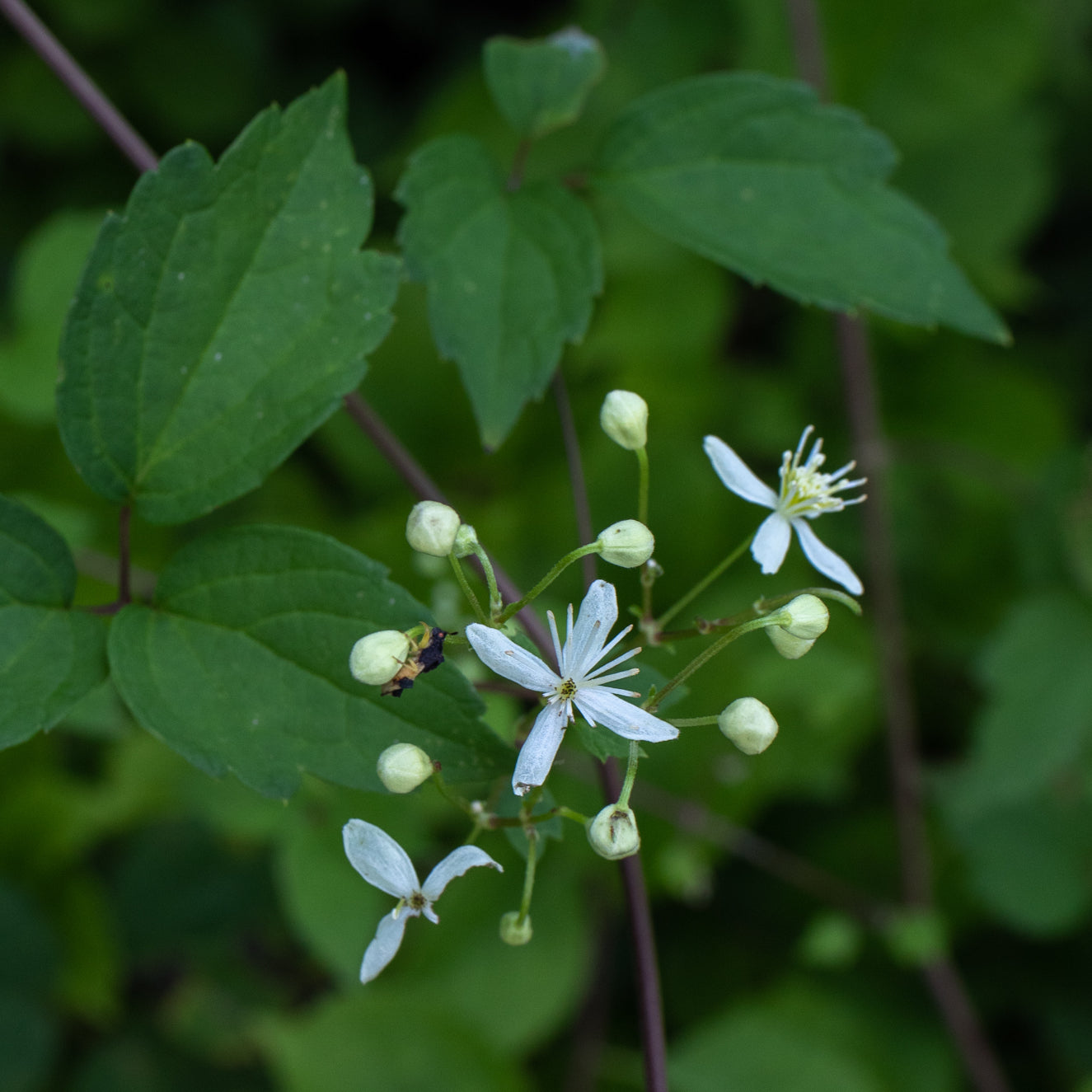 Clematis virginiana