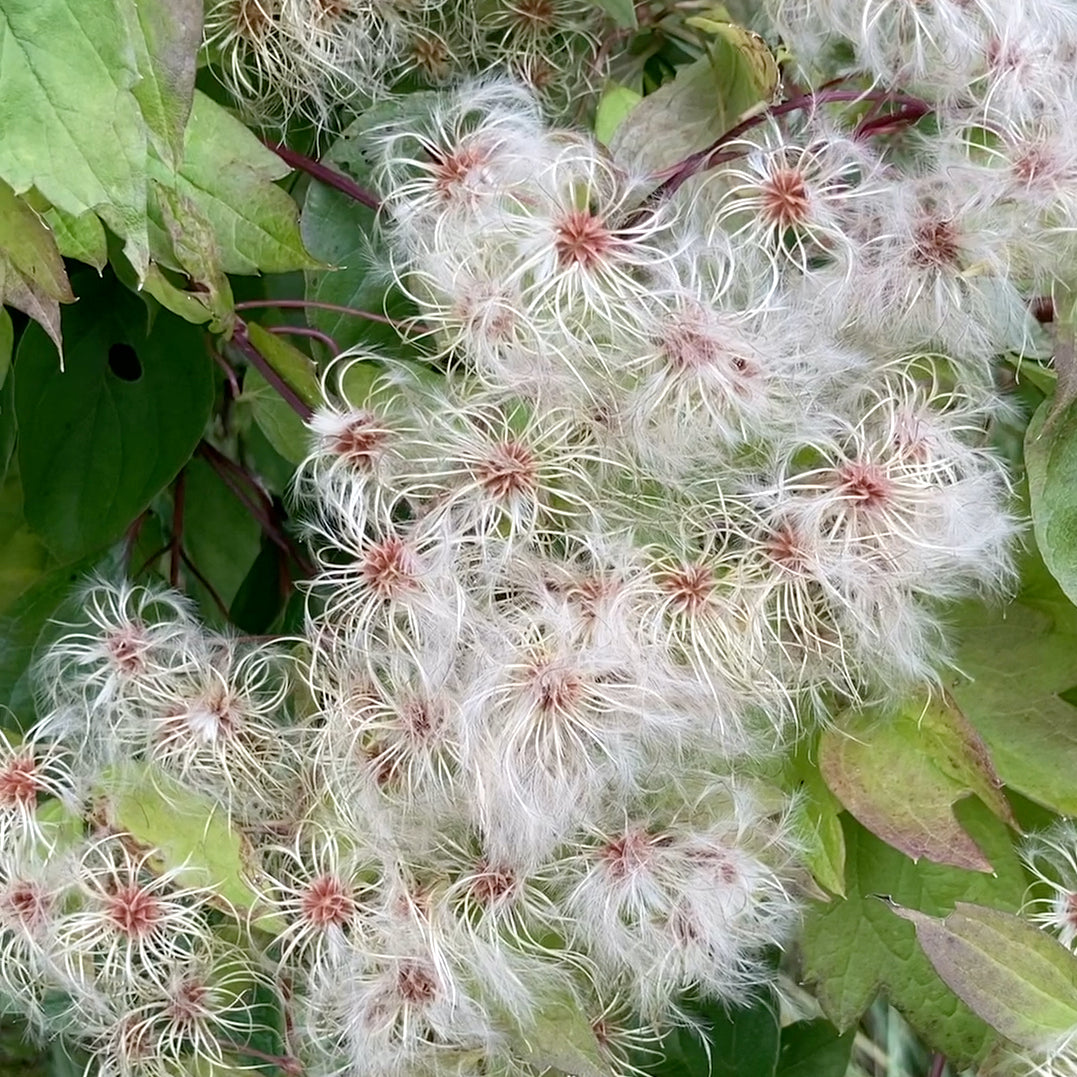 Clematis virginiana