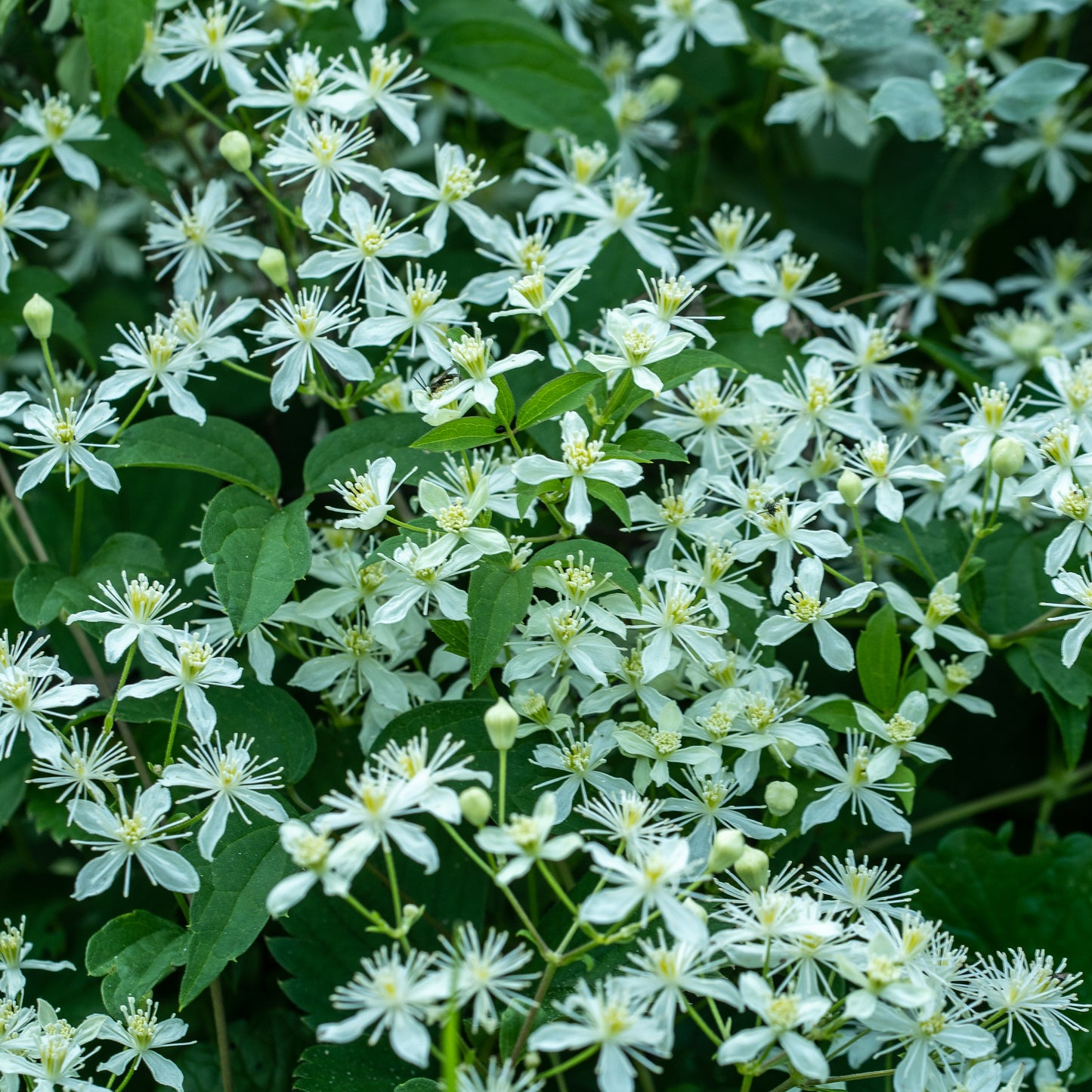 Clematis virginiana