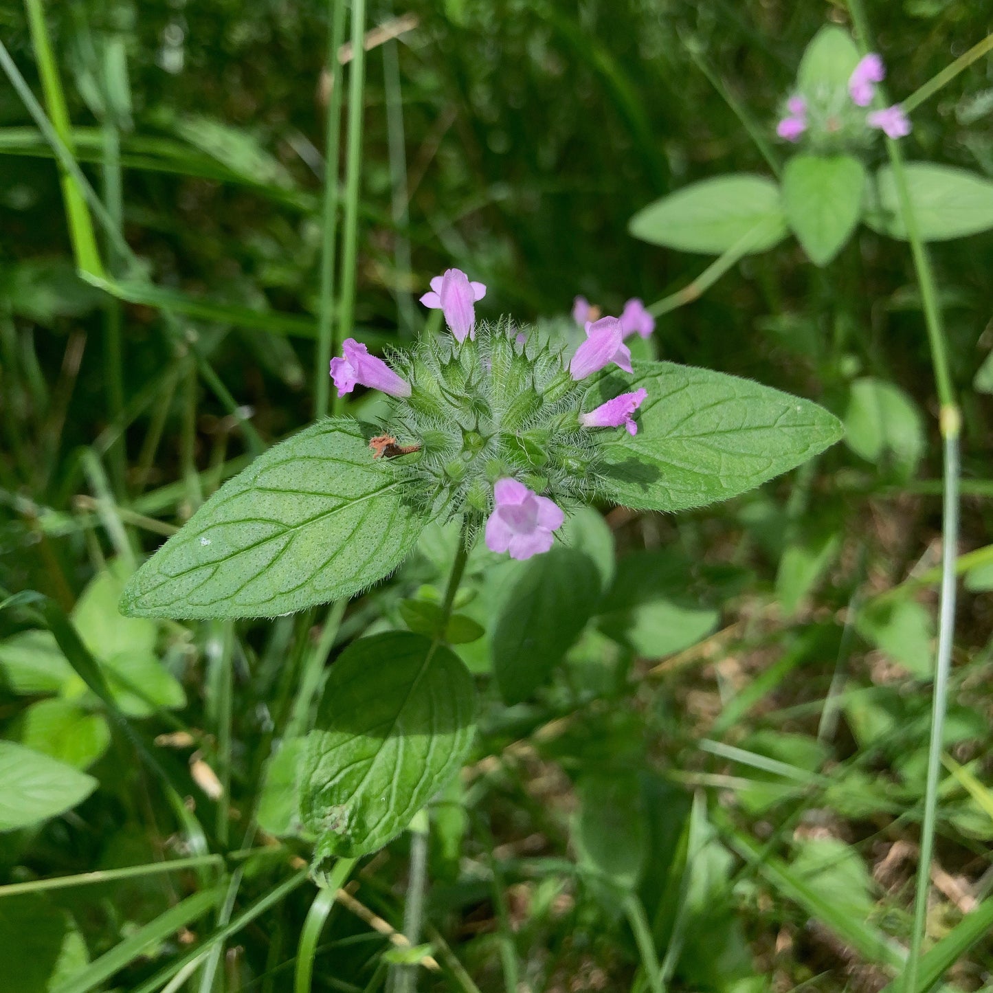 Clinopodium vulgare