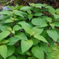 Collinsonia canadensis