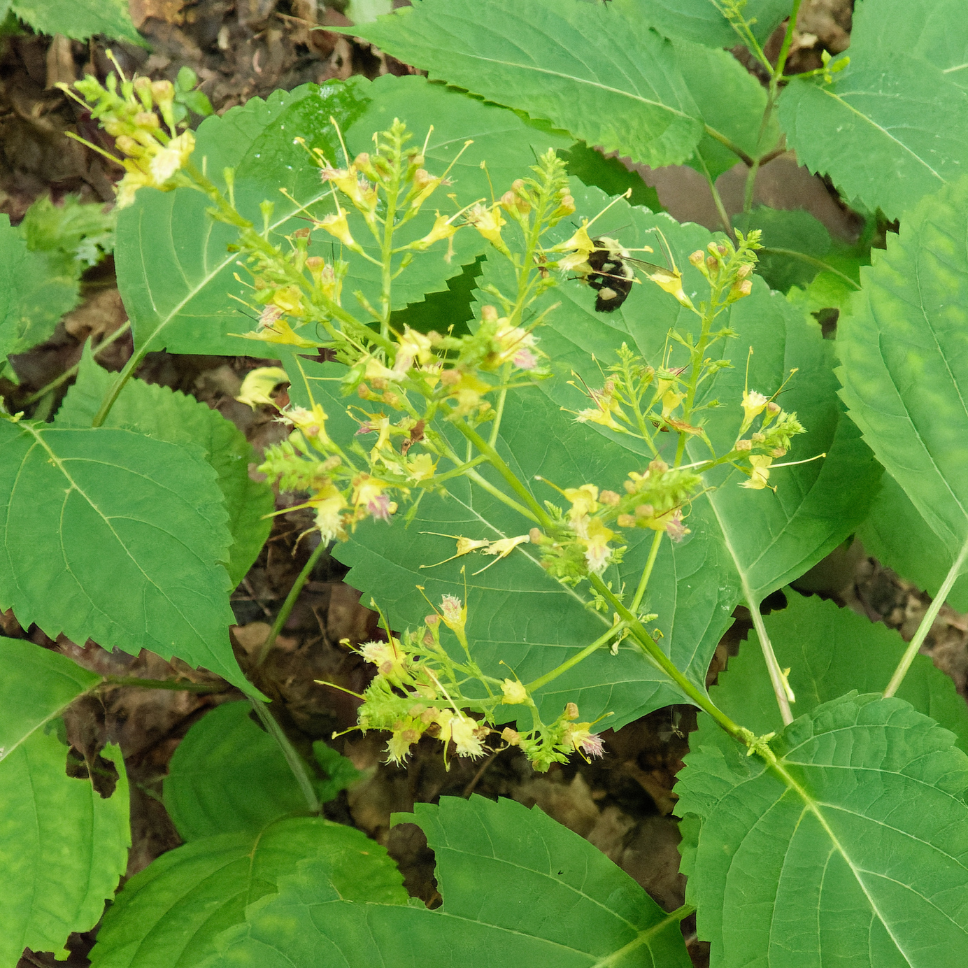 Collinsonia canadensis