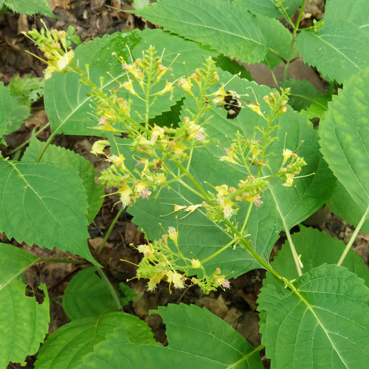 Collinsonia canadensis