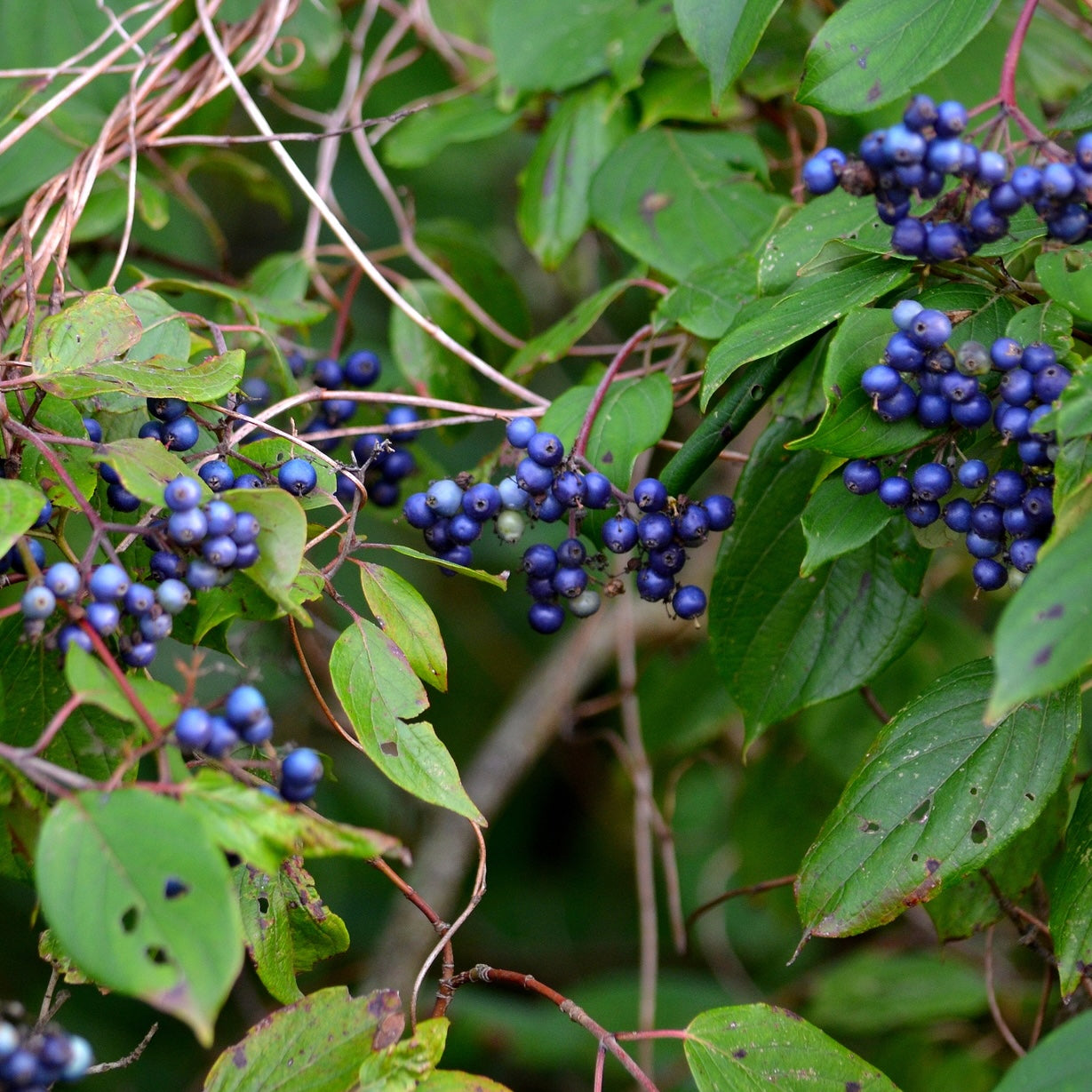 Cornus amomum