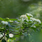 Cornus amomum