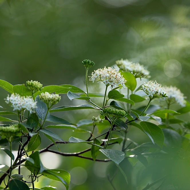 Cornus amomum