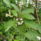 Cornus sericea