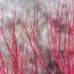 Cornus sericea