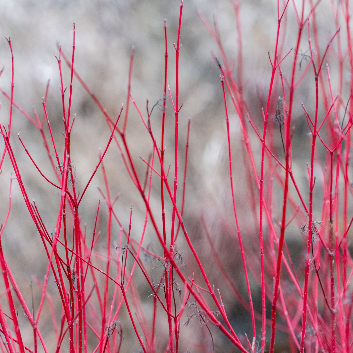 Cornus sericea