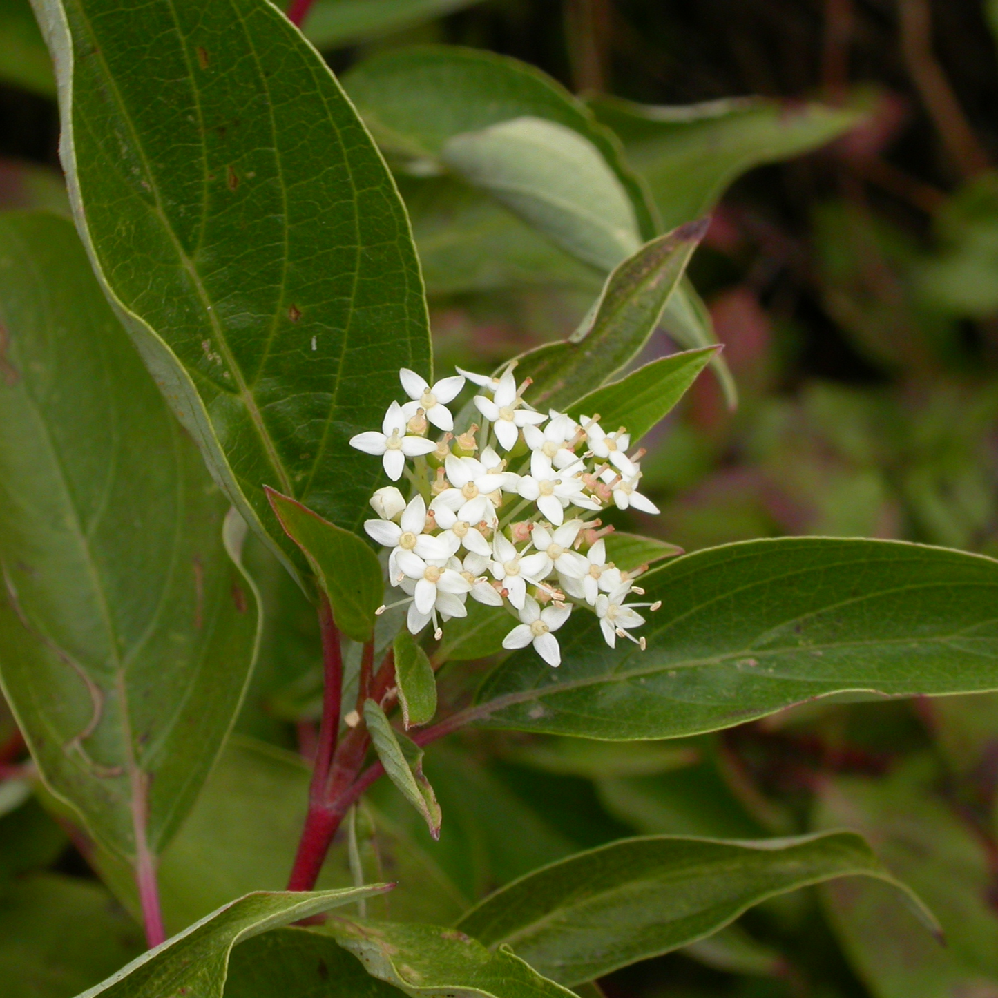 Cornus sericea
