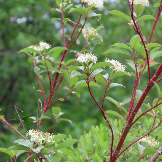 Cornus sericea