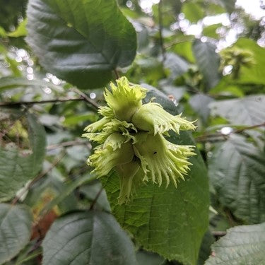 Corylus americana