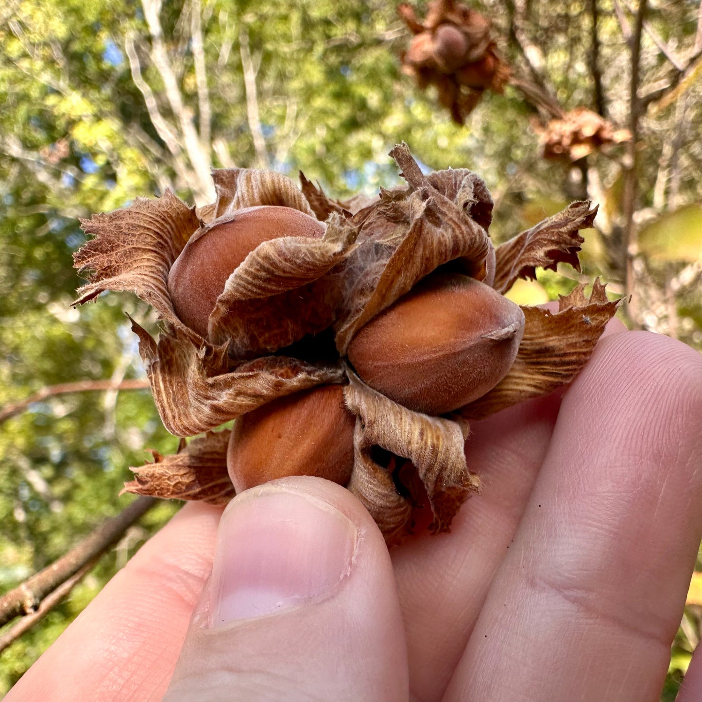 Corylus americana