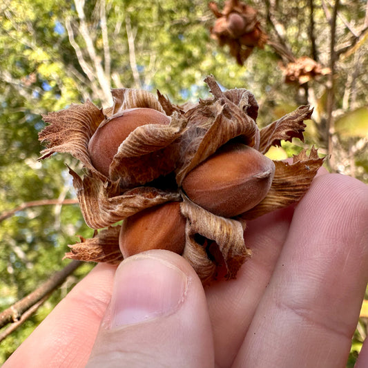Corylus americana