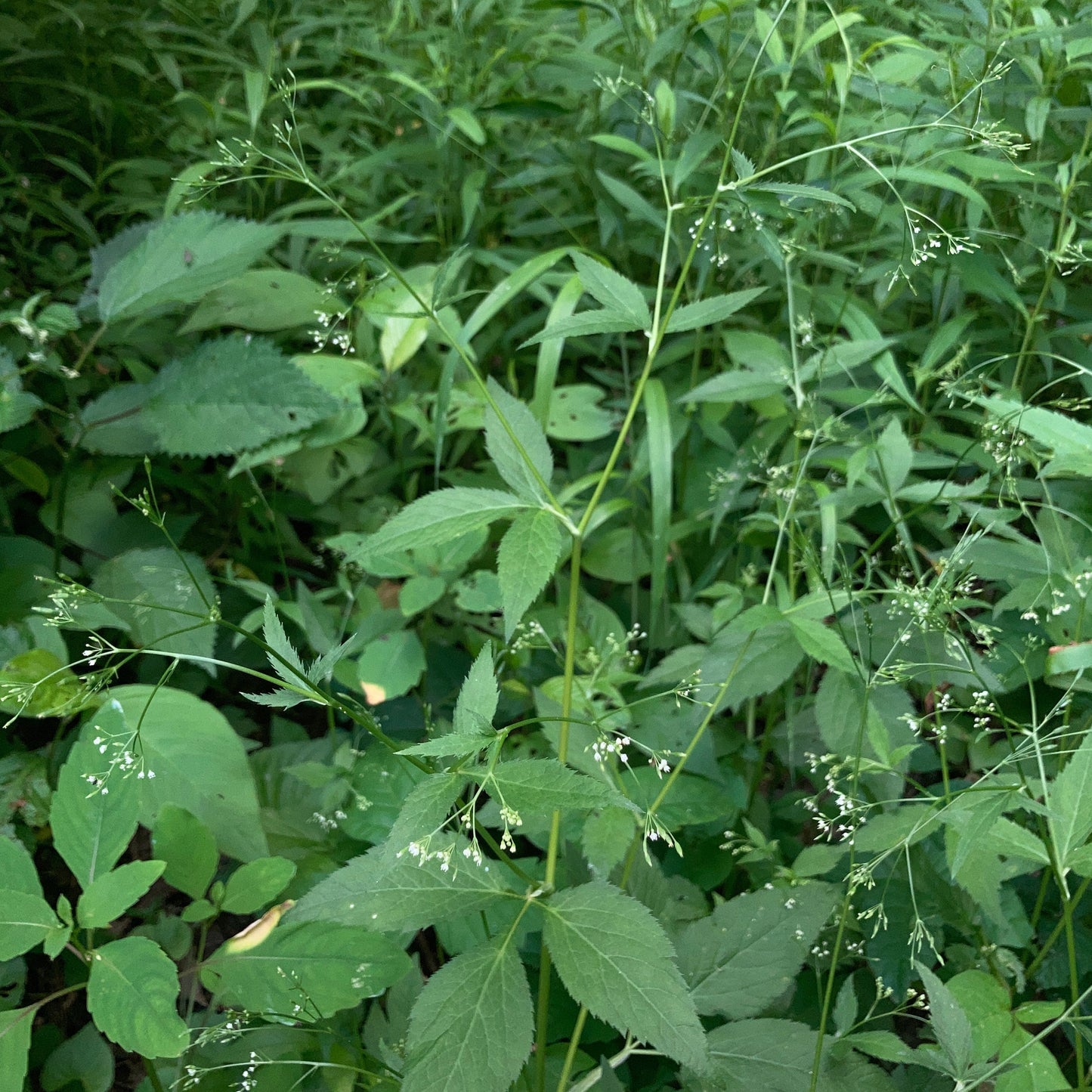 Cryptotaenia canadensis