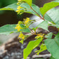 Diervilla lonicera