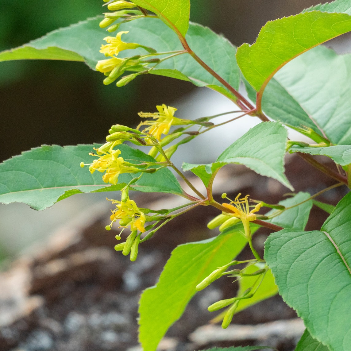 Diervilla lonicera