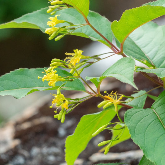 Diervilla lonicera