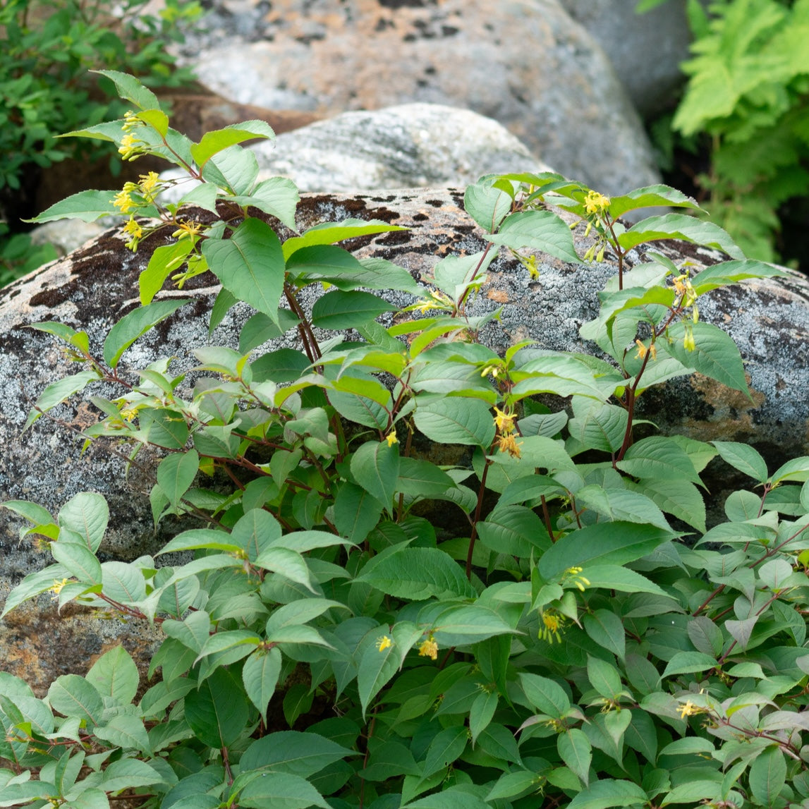 Diervilla lonicera
