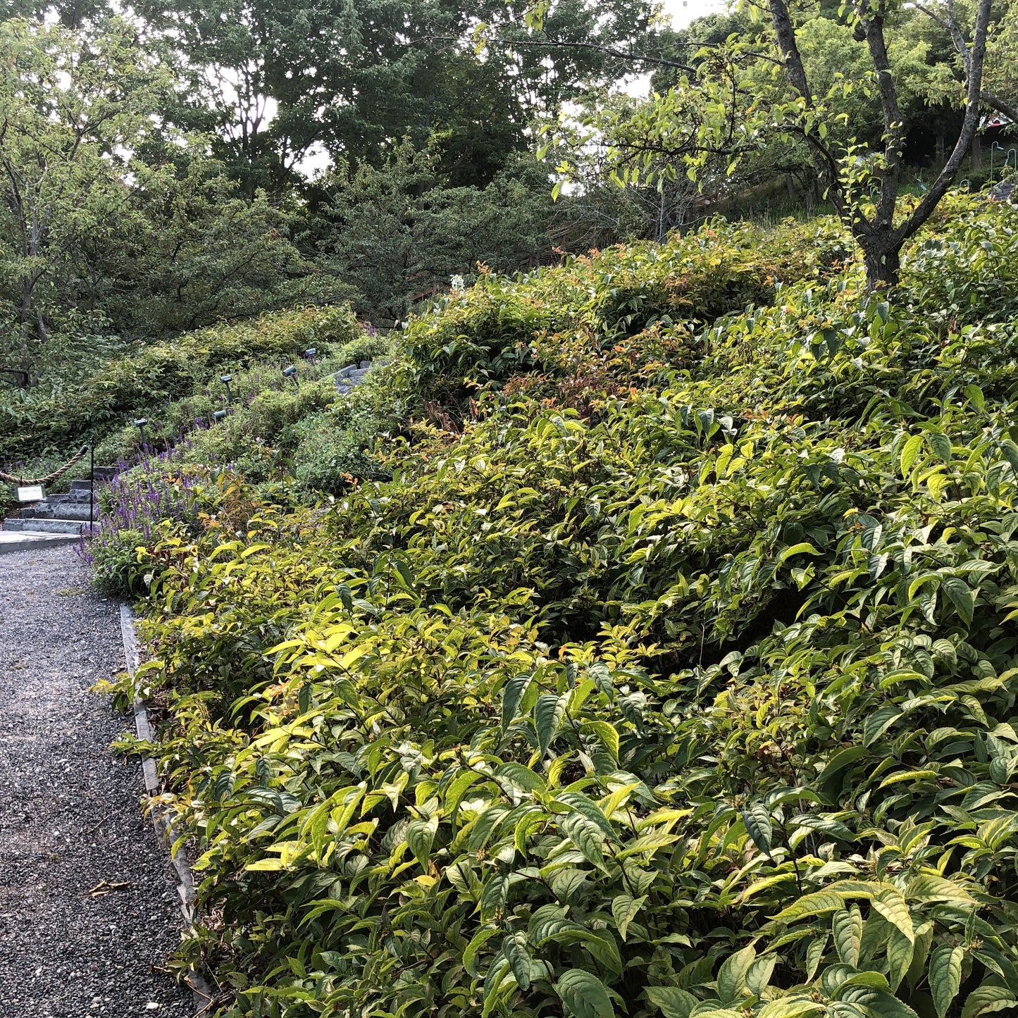 Diervilla lonicera