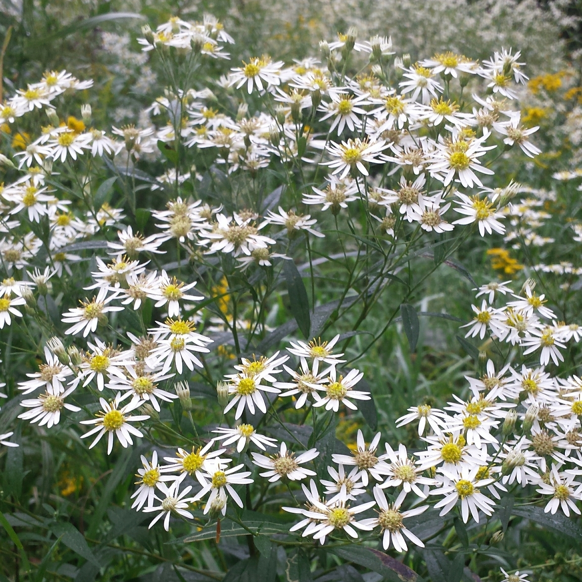 Doellingeria umbellata