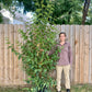 Betula allegheniensis