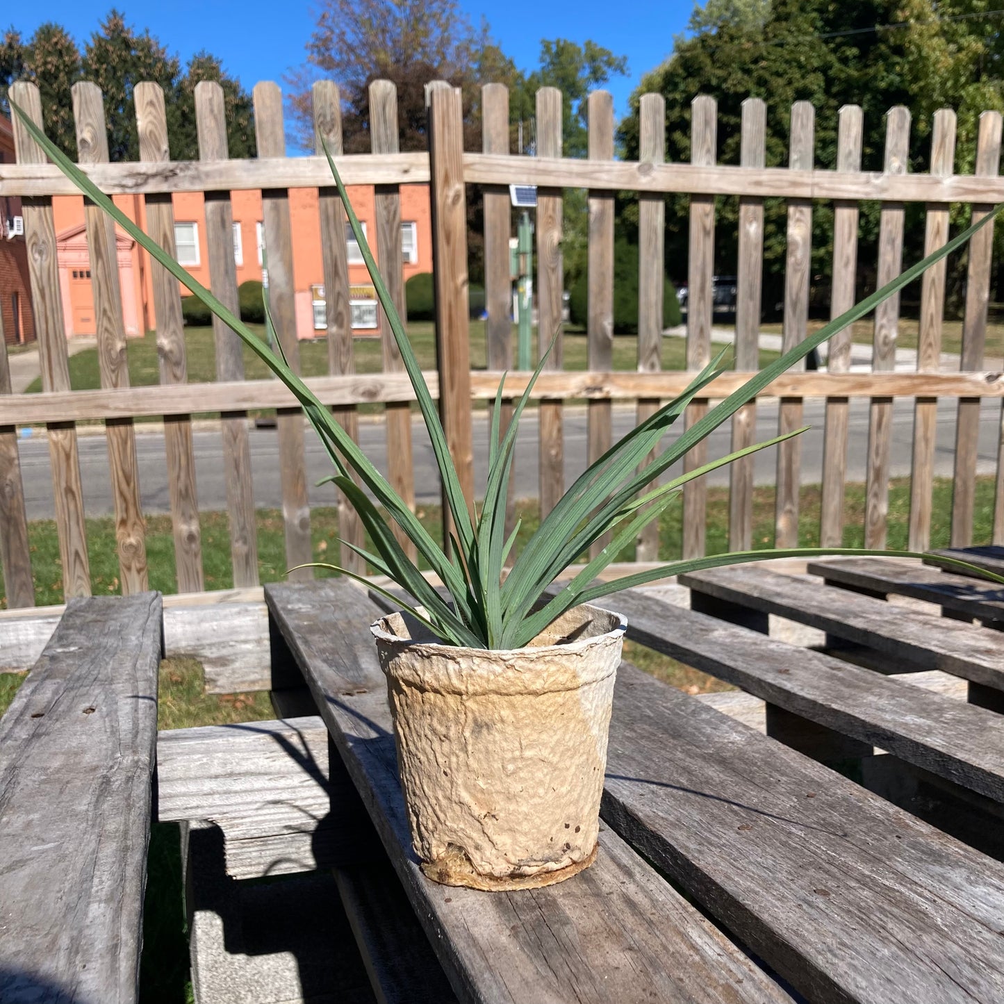 Tradescantia ohiensis