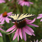 Echinacea purpurea