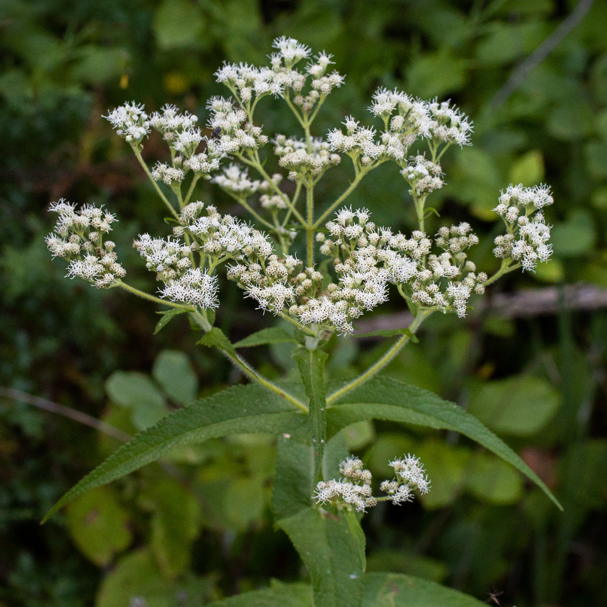 Eupatorium Eupatorium perfoliatum – Meadow City