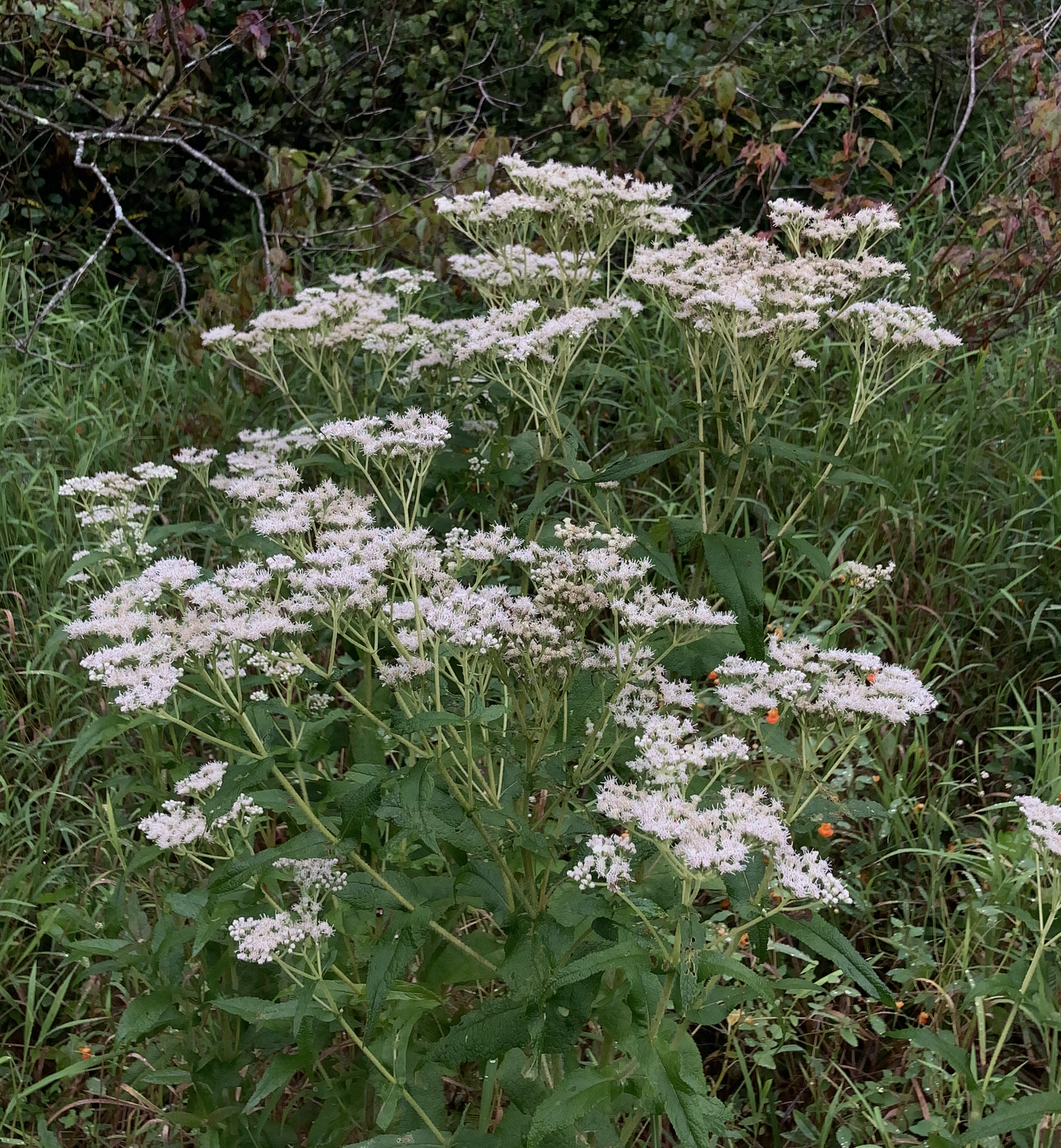 Eupatorium perfoliatum