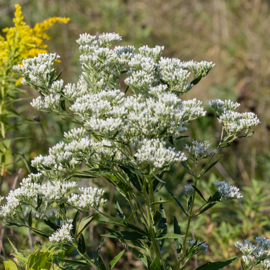 Eupatorium altissimum