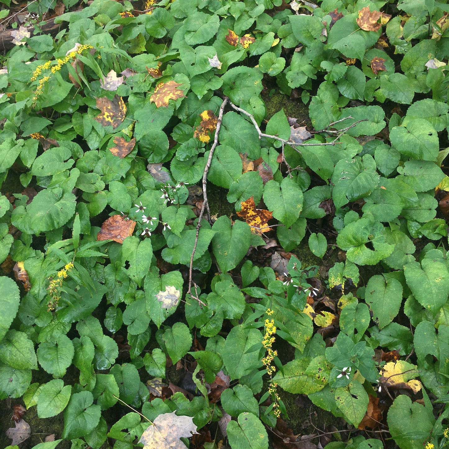 Eurybia macrophylla