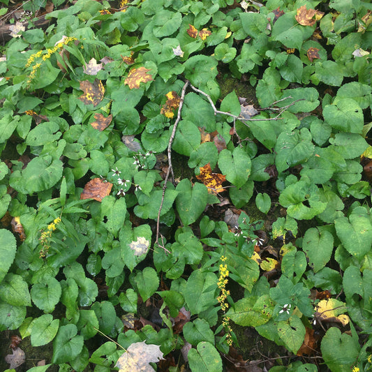 Eurybia macrophylla