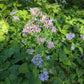 Eurybia macrophylla