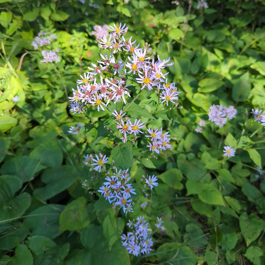 Eurybia macrophylla