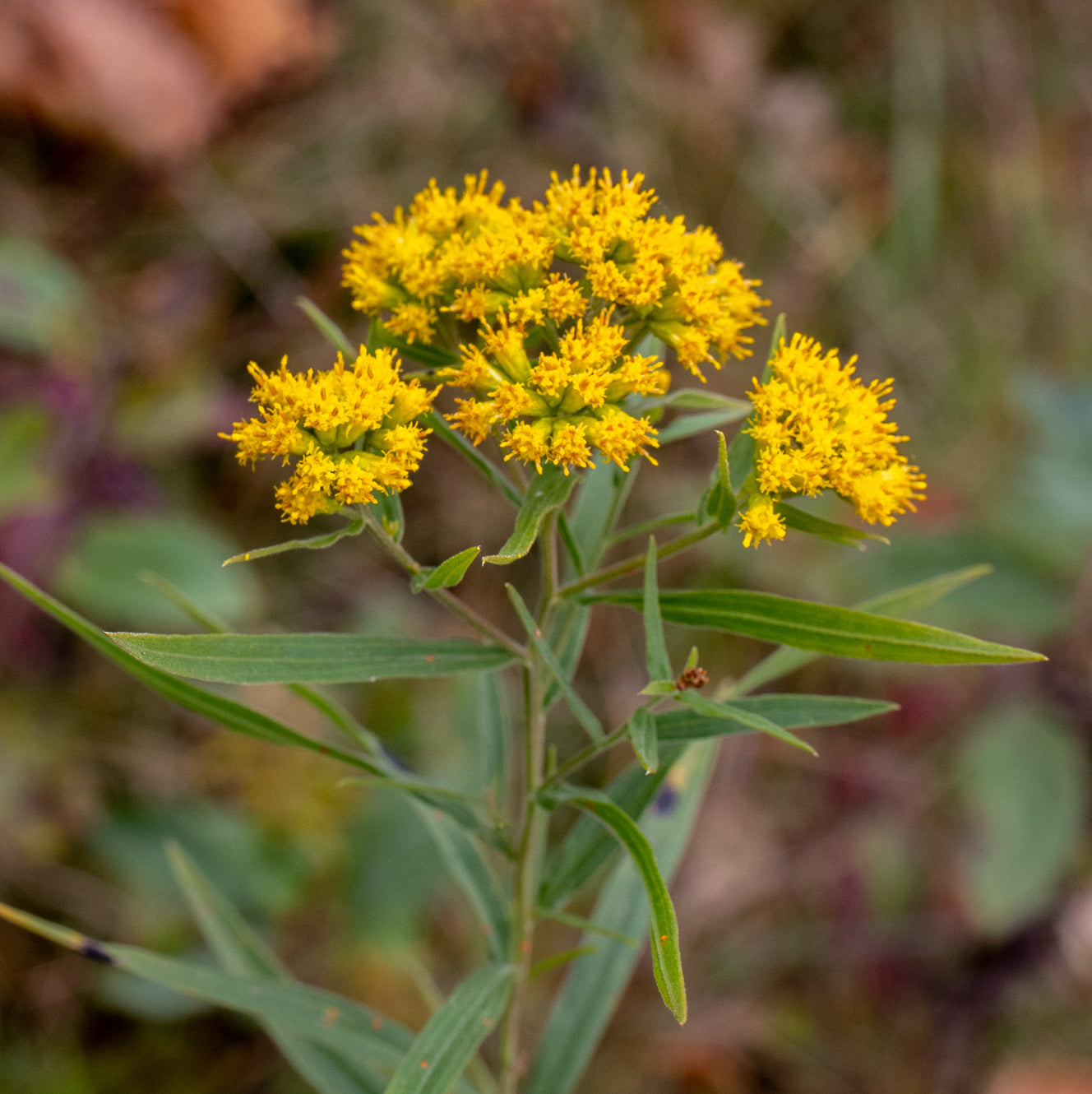 Euthamia graminifolia