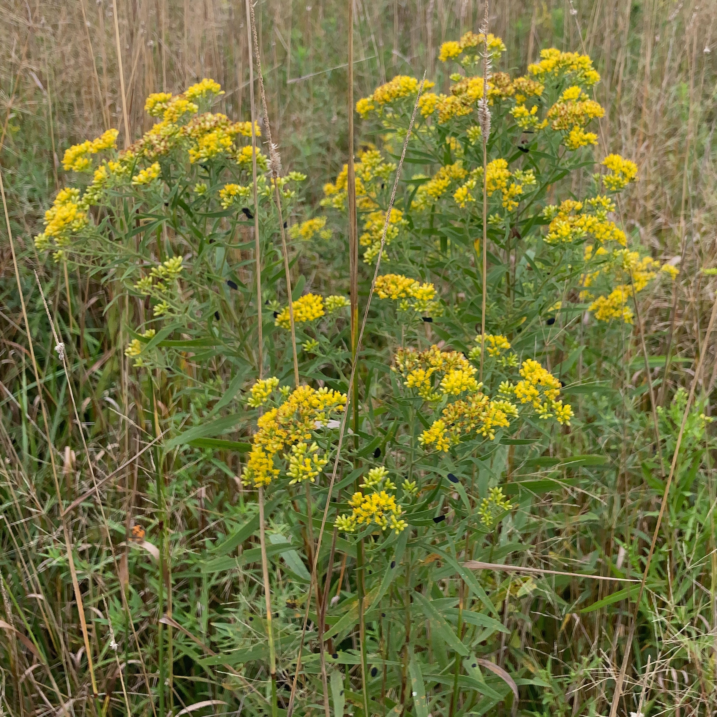 Euthamia graminifolia – Meadow City