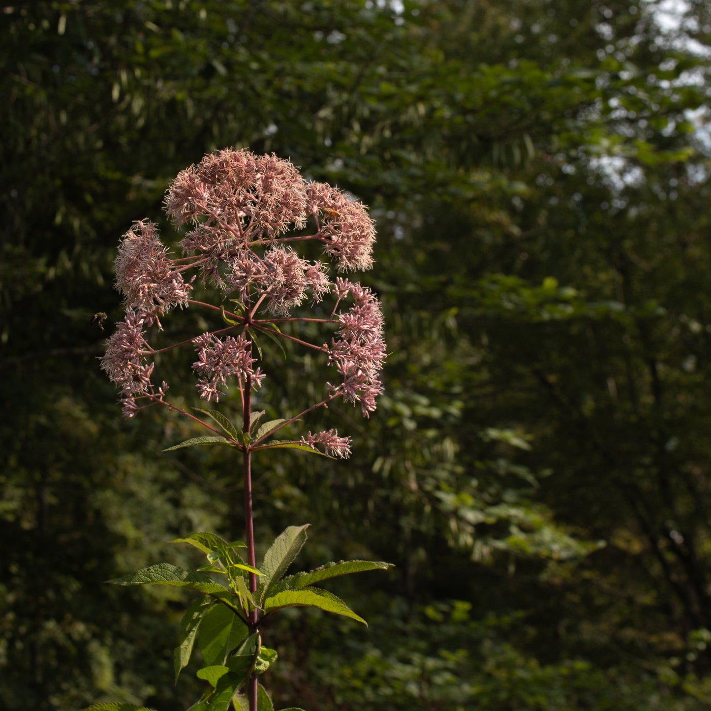 Eutrochium fistulosum