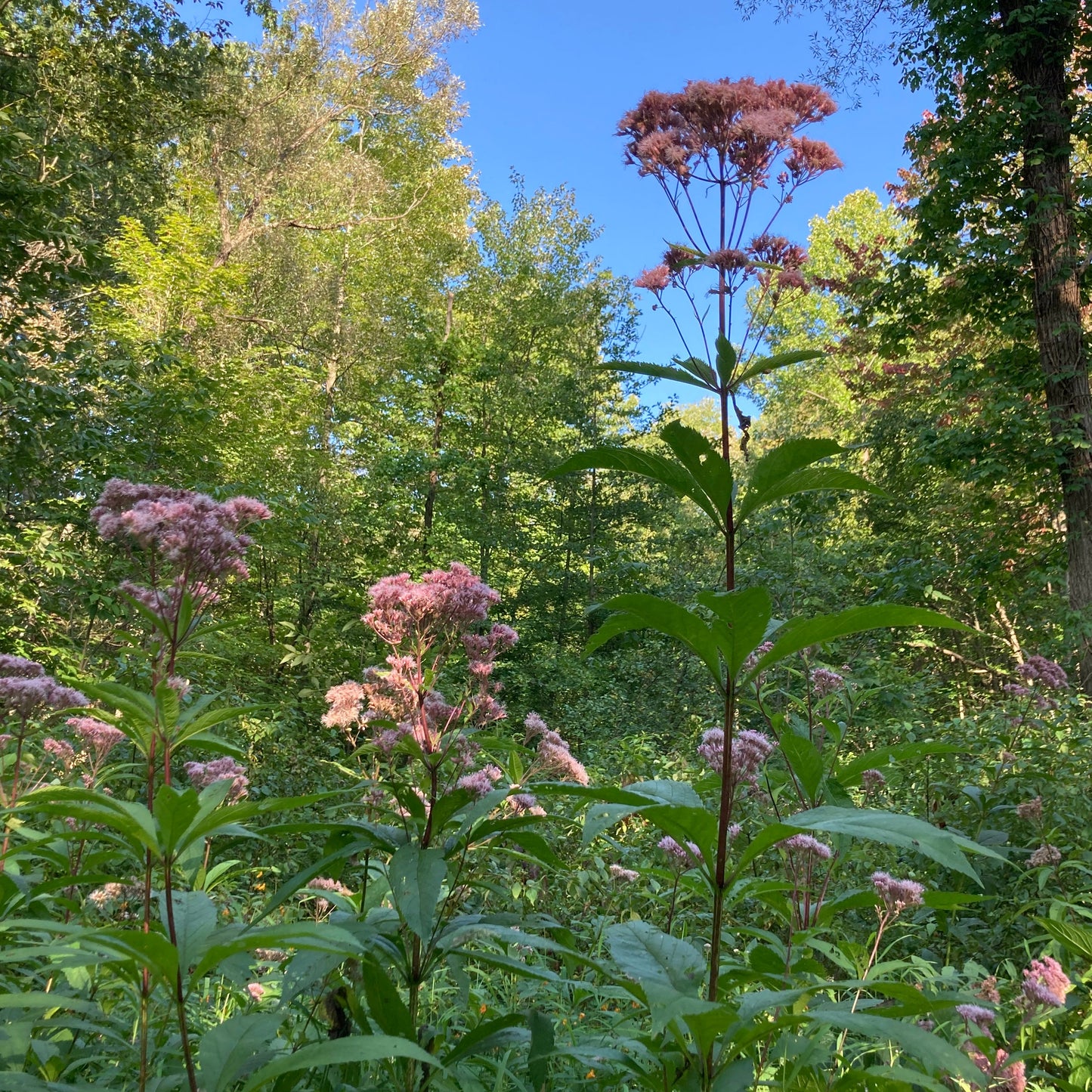 Eutrochium fistulosum