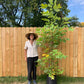 Liriodendron tulipifera