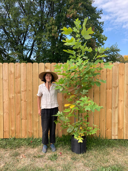Liriodendron tulipifera