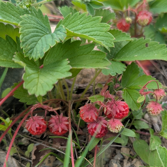 Fragaria virginiana