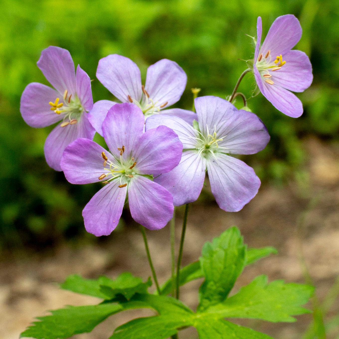 Geranium maculatum