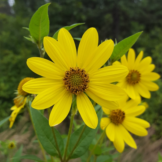 Helianthus giganteus