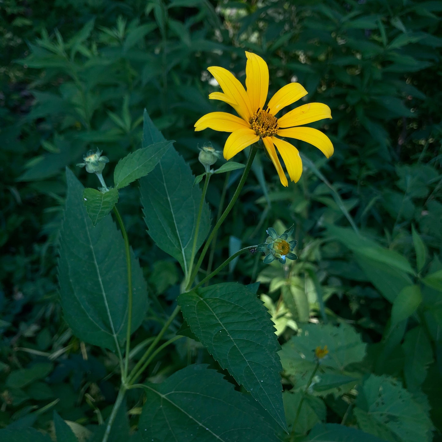 Heliopsis helianthoides