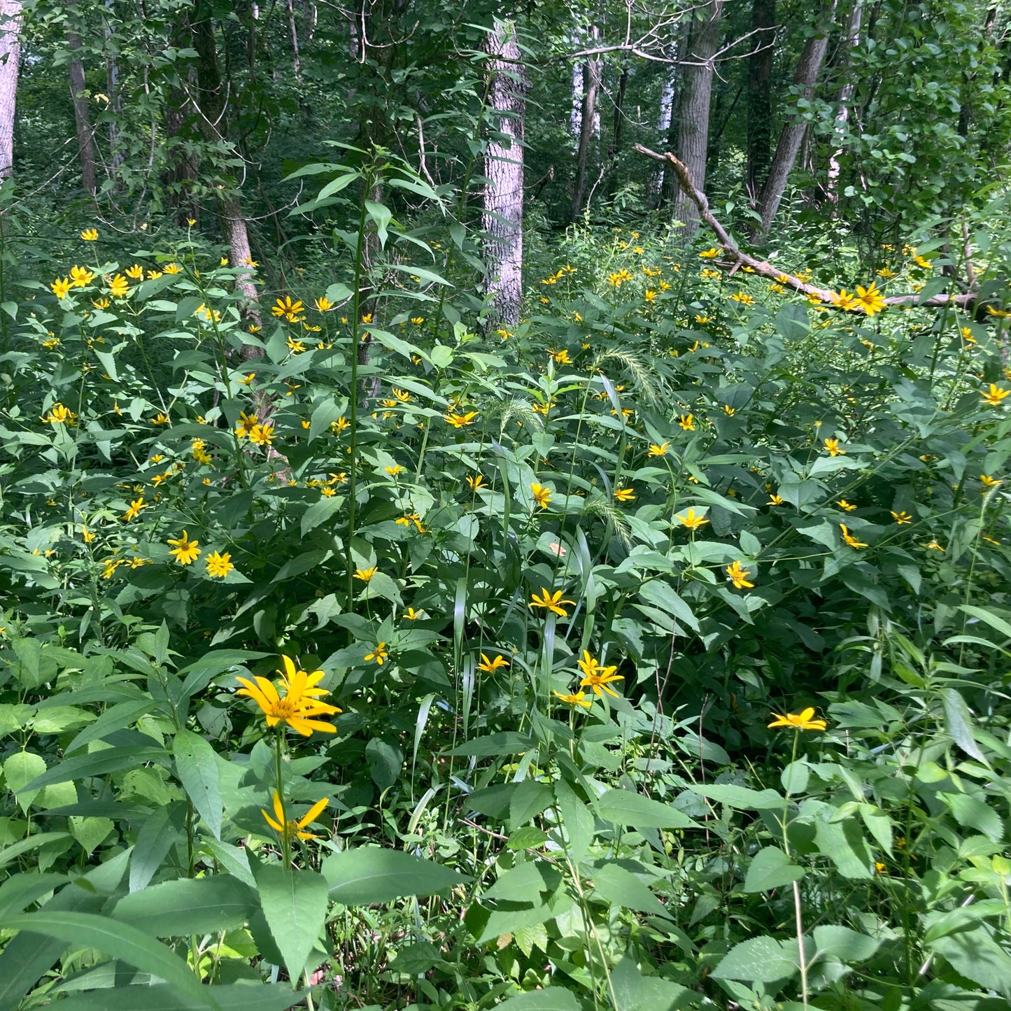 Heliopsis helianthoides