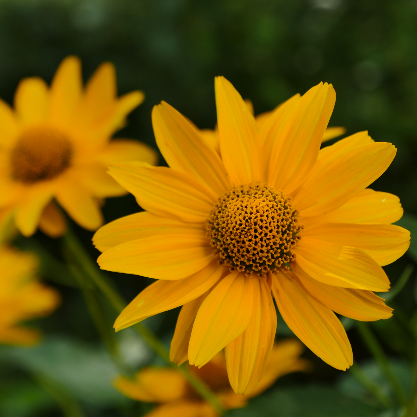 Heliopsis helianthoides